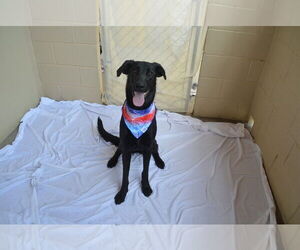 Labrador Retriever-Unknown Mix Dogs for adoption in McKinney, TX, USA