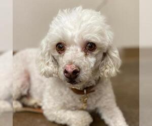 Poodle (Miniature) Dogs for adoption in Kanab, UT, USA