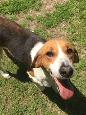 American Foxhound Dogs for adoption in Laurinburg, NC, USA