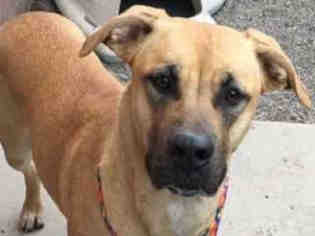 Black Mouth Cur Dogs for adoption in Missoula, MT, USA