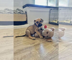 Labloodhound Dogs for adoption in Menifee, CA, USA