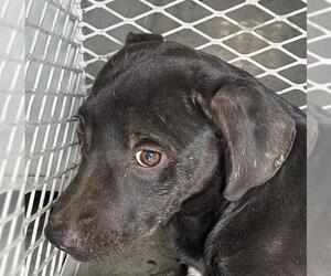 American Pit Bull Terrier-Unknown Mix Dogs for adoption in Bakersfield, CA, USA