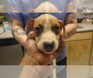 American Pit Bull Terrier-Unknown Mix Dogs for adoption in Augusta, GA, USA