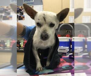 Chihuahua Dogs for adoption in Riverside, CA, USA
