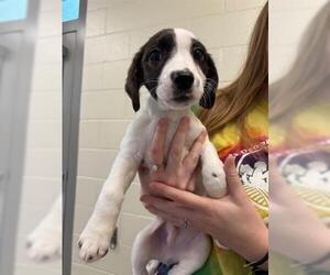 Bagle Hound Dogs for adoption in Brighton, CO, USA