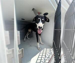 Labrador Retriever Dogs for adoption in Houston, TX, USA