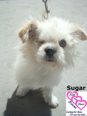 Pekingese-Unknown Mix Dogs for adoption in Canutillo, TX, USA