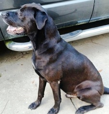 Labrador Retriever Dogs for adoption in DeLand, FL, USA