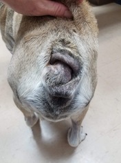 Bulldog Dogs for adoption in New York, NY, USA