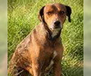 Labrador Retriever-Unknown Mix Dogs for adoption in Bristol, CT, USA