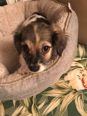 Medium Photo #1 Chiweenie Puppy For Sale in Tenafly, NJ, USA