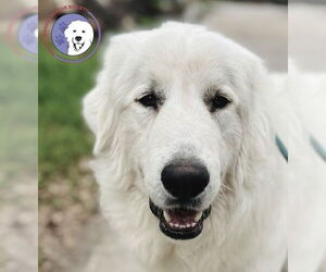 Great Pyrenees Dogs for adoption in Spring, TX, USA