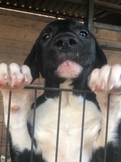 Borador Dogs for adoption in VACAVILLE, CA, USA