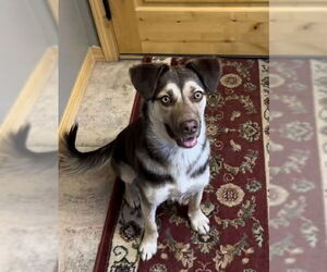 Aussie Siberian Dogs for adoption in Denver , CO, USA