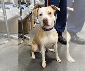 American Bulldog-Labrador Retriever Mix Dogs for adoption in Forestville, MD, USA