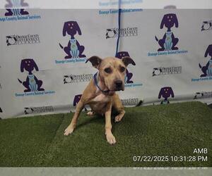 Medium Photo #1 American Pit Bull Terrier Puppy For Sale in Orlando, FL, USA