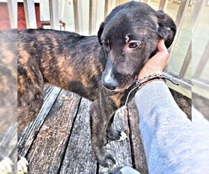 Golden Shepherd Dogs for adoption in Rutherfordton, NC, USA