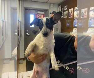 Chihuahua-Unknown Mix Dogs for adoption in Stockton, CA, USA