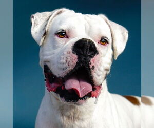 Boxer Dogs for adoption in Pasadena, CA, USA