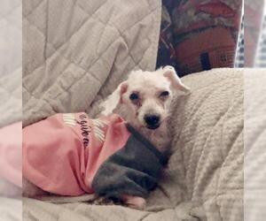 Poodle (Miniature) Dogs for adoption in Royse City, TX, USA