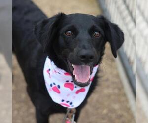 Labrador Retriever-Unknown Mix Dogs for adoption in San Antonio, TX, USA