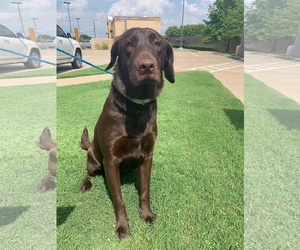 Labrador Retriever Dogs for adoption in Alexandria, VA, USA
