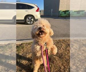 Poochon Dogs for adoption in Vaughan, Ontario, Canada