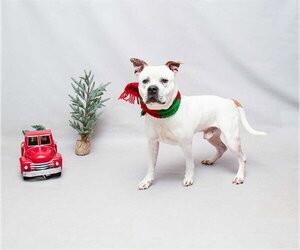 Medium Photo #1 American Bulldog-Unknown Mix Puppy For Sale in Sanford, FL, USA