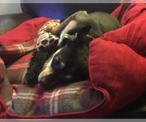 Miniature Pinscher-Unknown Mix Dogs for adoption in Fort Collins, CO, USA