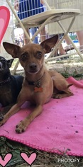 Italian Greyhuahua Dogs for adoption in Apple Valley, CA, USA