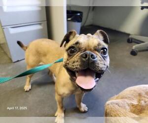 Pug-Unknown Mix Dogs for adoption in Santa Cruz, CA, USA