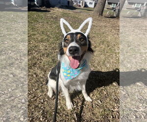 Australian Shepherd Dogs for adoption in Estherville, IA, USA