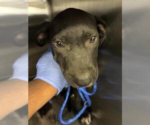 Labrador Retriever-Unknown Mix Dogs for adoption in Houston, TX, USA