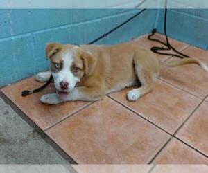 Siberian Husky-Unknown Mix Dogs for adoption in Downey, CA, USA