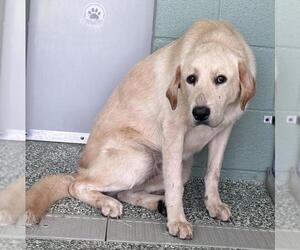 Great Pyrenees Dogs for adoption in Salisbury, NC, USA