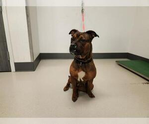 American Pit Bull Terrier Dogs for adoption in Corona, CA, USA