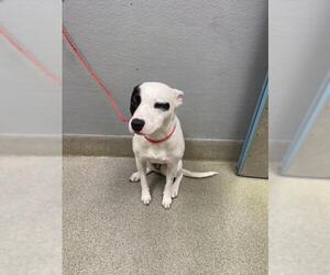 Mutt Dogs for adoption in Las Vegas, NV, USA