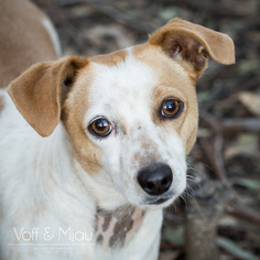 Jack Russell Terrier Dogs for adoption in Lake Elsinore, CA, USA
