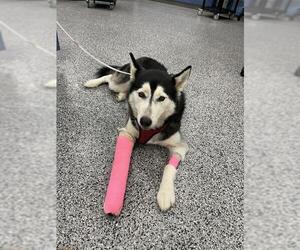 Siberian Husky Dogs for adoption in Palmetto, FL, USA