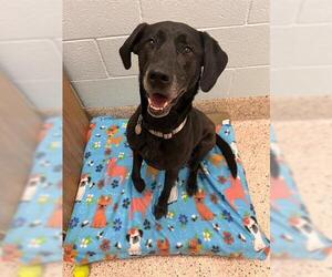 Labrador Retriever Dogs for adoption in Brighton, CO, USA