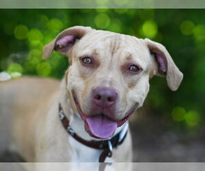 Labrador Retriever-Unknown Mix Dogs for adoption in Tavares, FL, USA