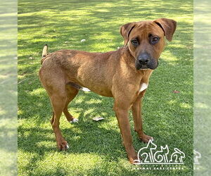 Boxer Dogs for adoption in Irvine, CA, USA
