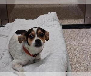 Chihuahua Dogs for adoption in Pueblo, CO, USA