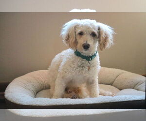 Doxiepoo (Miniature) Dogs for adoption in Princeton, MN, USA