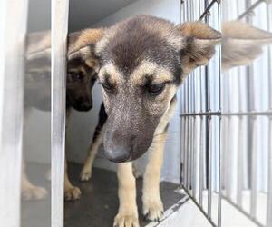 German Shepherd Dog Dogs for adoption in Bakersfield, CA, USA