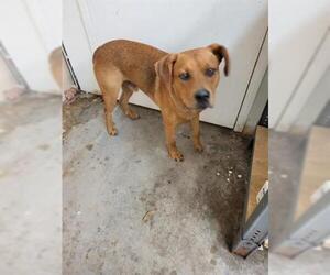 Bulldog Dogs for adoption in Fort Walton Beach, FL, USA