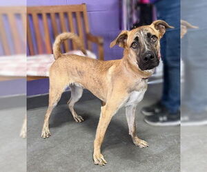 Mutt Dogs for adoption in Genesee, WI, USA