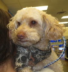 Poodle (Miniature) Dogs for adoption in MORENO VALLEY, CA, USA