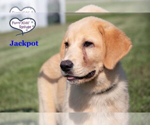 Labrenees Dogs for adoption in Lee's Summit, MO, USA