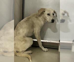 Labrador Retriever-Unknown Mix Dogs for adoption in Bakersfield, CA, USA